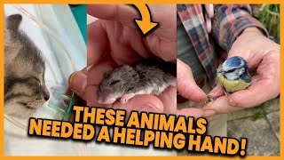 These Animals Needed A Helping Hand 💕 compilation  PAWSOME PETS [upl. by Eak295]