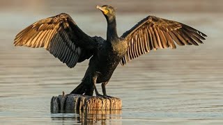 Pelican and Cormorant birds in the morning  Birds video lovebird789 [upl. by Akemet]