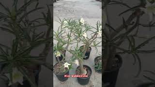 Adenium White crispum adenium astarplants viral shorts flowers [upl. by Beutler]