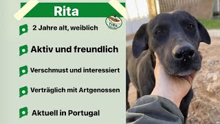 Rita 012024  freundliche Hündin sucht Familie um ihre Freiheit zu genießen [upl. by Eehsar777]