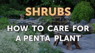 How to Care for a Penta Plant [upl. by Ceevah]