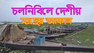 Fish appetite in Chalonbi। চলনবিলে মাছের আকাল [upl. by Burdelle]