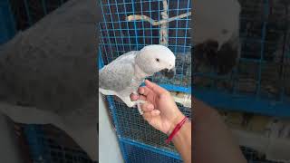 Meet the Parrot That Understands EVERYTHING AfricanGrey [upl. by Dewhurst]