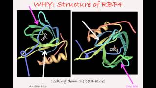 Retinol Binding Protein 4 RBP4 [upl. by Lasonde]