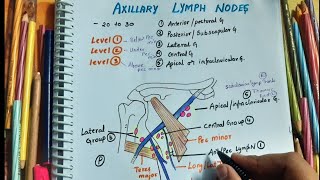 AXILLARY LYMPH NODES  LEVELS  CLINICAL IMPORTANCE  BREAST LYMPHATIC DRAINAGE  UPPER LIMB [upl. by Cal936]