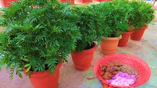 गेंदे के पौधे को Healthy और Bushy कैसे बनाएंMarigold plant को बिमारियो से कैसे बचाएं [upl. by Chloette]