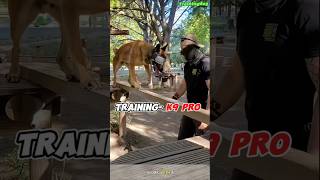 Pro Dogtraining 🔥k9 k9dog tactical DogTraining dogoftiktok k9dog dogtraining [upl. by Rockafellow]