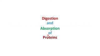 Protein Metabolism Digestion Transdeamination amp Urea Cycle BSN Lecture 9 DPT4 Lecture 4 [upl. by Hermosa]