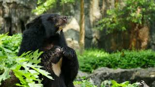 Bears in Nature How These Incredible Animals Thrive in the Wild [upl. by Assiruam]