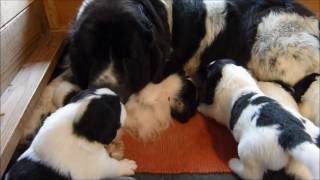 Landseer ECT puppies first three weeks [upl. by Ruyle188]