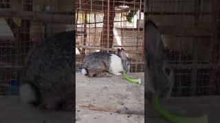 Rabbits 🐇 at Malineni College of Engineering malineni pulladigunta ytshorts yimmyyimmy [upl. by Yttap328]