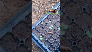 How to Grow Black Radish in Seedling Tray  Grow Radishes in Line [upl. by Shafer]