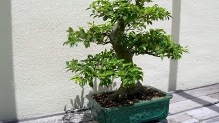 Grow Eugenia Uniflora From Cuttings [upl. by Erland]