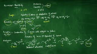 Microscopic Reversibility  Formation of Imines  Hydrolysis of Imines [upl. by Seroled]