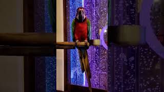 Macaw parrot sonamati rastudent Bhala KOLKATA  overview [upl. by Annyahs900]