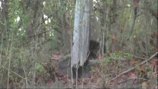 Wild tiger bear fight  rare footage Tiger vs Bear [upl. by Daggett]