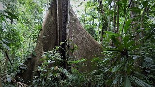 Migration through the Darien Gap [upl. by Lewse]