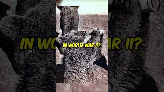 The Beer Drinking WW2 Battle Bear shorts ww2 history [upl. by Feeley]