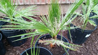 14 months old California Fan Palm Washingtonia Filifera May 24th [upl. by Modesta]