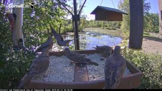 Mourning Doves Flying In  Sept12 2016 [upl. by Ennailuj]