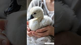 Baby swan cute animalsswan cuteanimals [upl. by Cale]