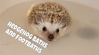 Hedgehog Care Baths and Footbaths 2014 [upl. by Dedra]