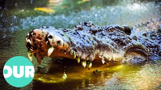 Up Close With Biggest Crocodiles Around The World  Our World [upl. by Epoillac]