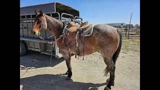 MJs Witchita Magic Yeevon  NETX Horse Sale 51124 [upl. by Finnie]