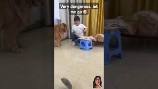 Dog got angry emotional scene 😞 let me go 🐶viral shorts dog goldenretriever [upl. by Walkling526]