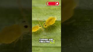 The Incredible Mating Dance of the Springtail Bug [upl. by Blackmore314]