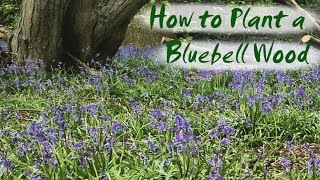 How to Plant Bluebells  Brimwood Farms New Bluebell Wood [upl. by Mavis]