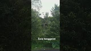 Sora tonggeret di lembur [upl. by Ajaj]