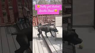 Ultimate alertness and energetic Cane Corso canecorso corso prettygirl [upl. by Fatma]