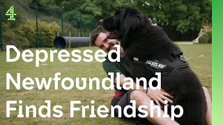 Depressed Newfoundland lifted by boy’s friendship  The Dog House 🐶  Rocky the Newfoundland [upl. by Brittaney]