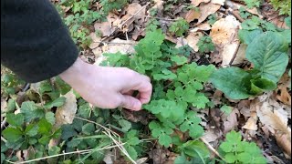 les plantes sauvages du début de printemps à Paris bois de Vincennes [upl. by Akyeluz608]