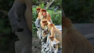 Proboscis Monkey Nasalis larvatus  Observed in Description [upl. by Viquelia]