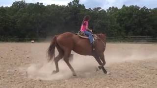 quarter horse gelding KID BROKE [upl. by Hcir475]