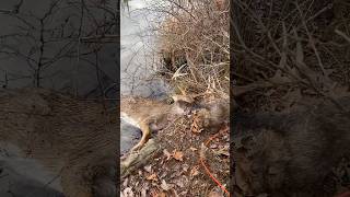 Big Buck Swims Across Frigid Lake To Avoid Trackers shorts hunting deerhunting deer [upl. by Amuwkuhc]