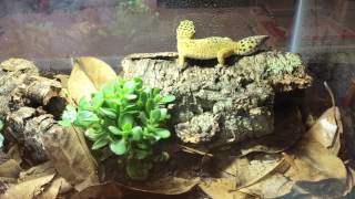 Leopard Gecko Tankless BioActive Terrarium  Self cleaningself maintaining [upl. by Krefetz]