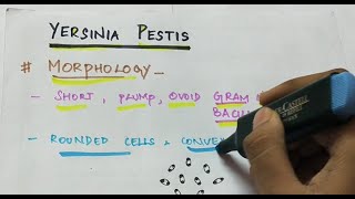 Yersinia pestis  Microbiology  Handwritten notes [upl. by Settle]