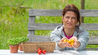 COLTIVARE POMODORI SEMINA TRAPIANTO E SOSTEGNI 🍅 [upl. by Carmita]