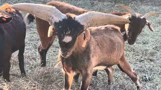 Cordova goats waiting for their alfalfa [upl. by Aihsit]