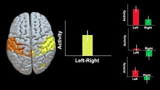 fMRI Lab ROI Analysis with AFNI [upl. by Chaffin]