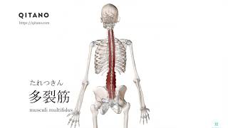 多裂筋の解剖学図｜musculus coccygeus｜筋肉辞典58 [upl. by Eemiaj716]