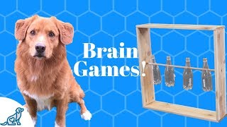 Homemade Brain Games For Dogs [upl. by Anec]