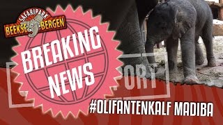 SAFARI REPORT BREAKING NEWS  OLIFANTENKALF MADIBA [upl. by Suriaj]