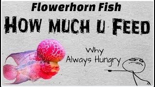 Flowerhorn Fish Feeding Guide [upl. by Lull261]