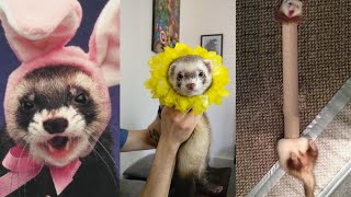 😂 Ferrets of Tiktok Compilation  Funny Ferrets videos  Funny ferret Fails  funny videos 2020 [upl. by Infeld281]