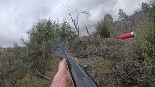 Hunting California Quail [upl. by Far]