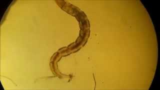 Chironomidae larvae [upl. by Asilana]